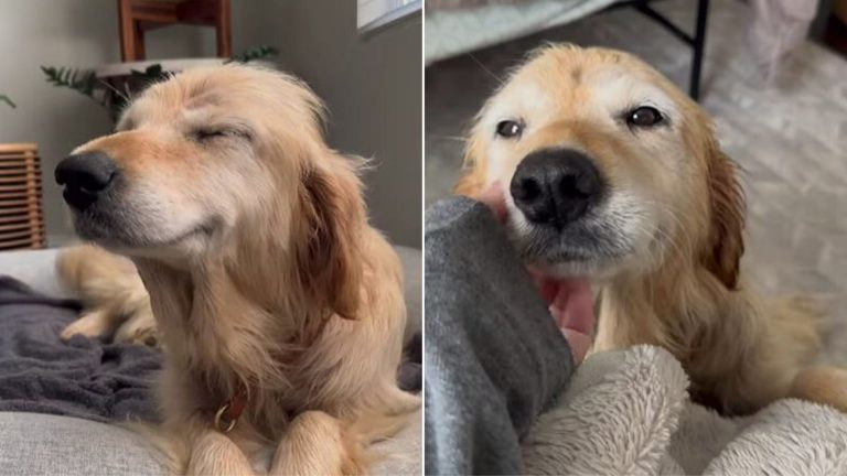 the golden retriever laughs