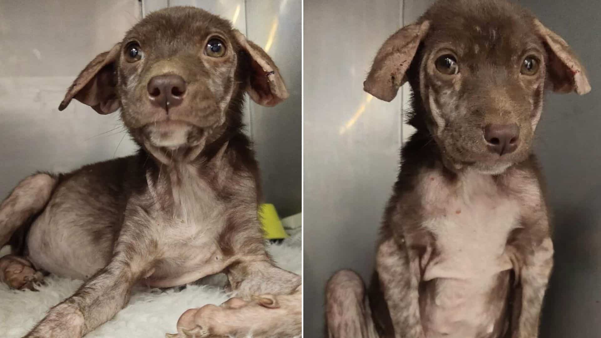 tilly the anemic puppy in her treatment