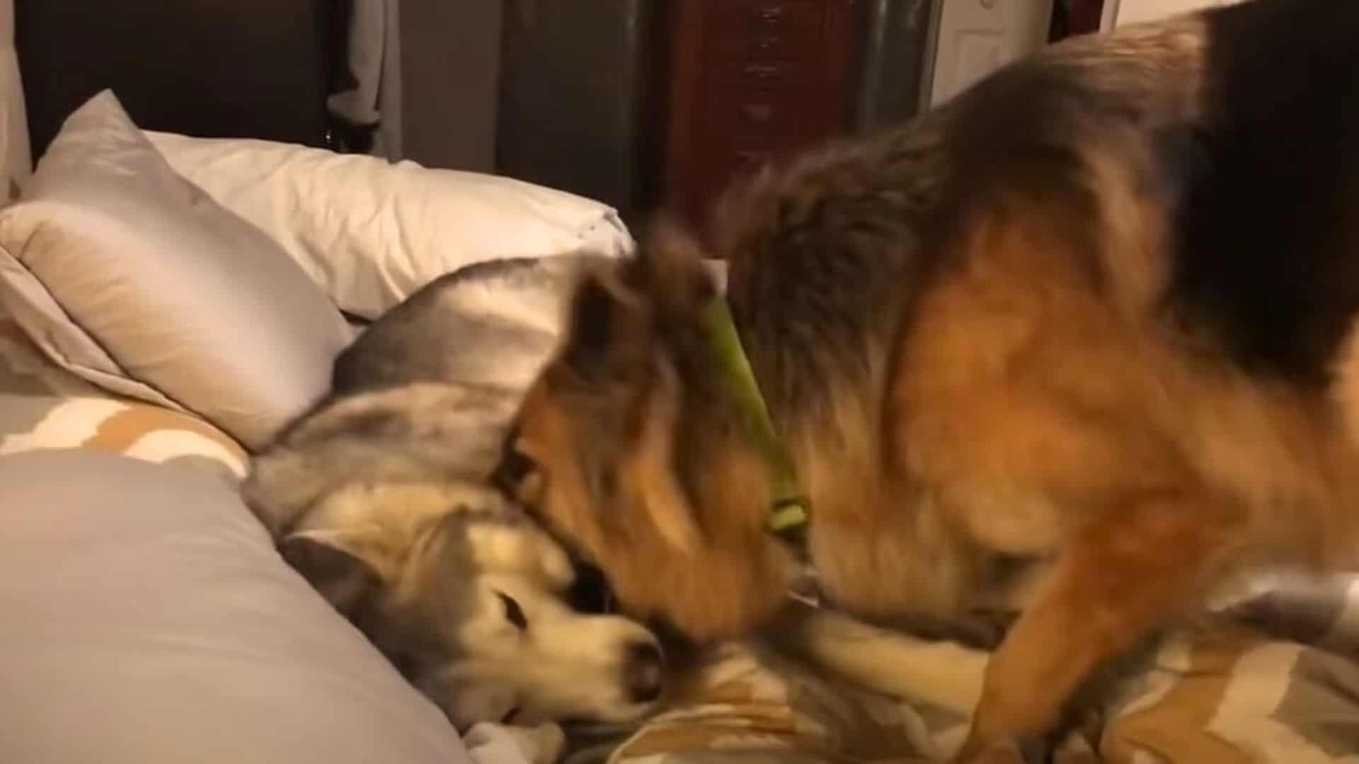 Quirky German Shepherd Makes It A Mission To Keep His Husky Brother Awake