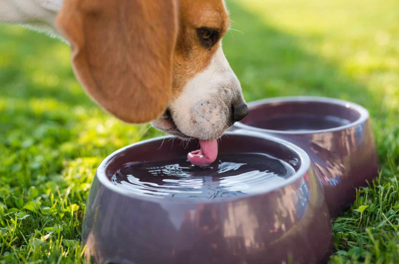 Beagle dog drinking water