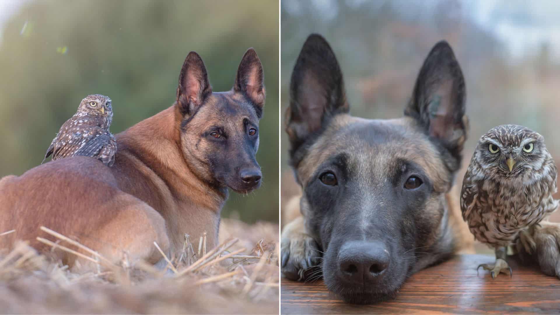 belgian malinois and tiny rescued owl