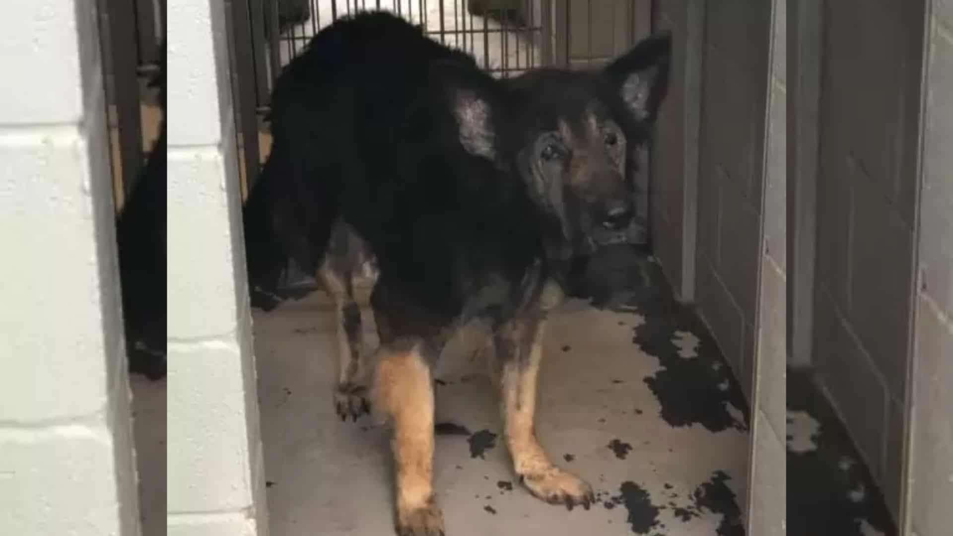 Betrayed By His Family, A Senior German Shepherd Finds A Glimpse Of Hope