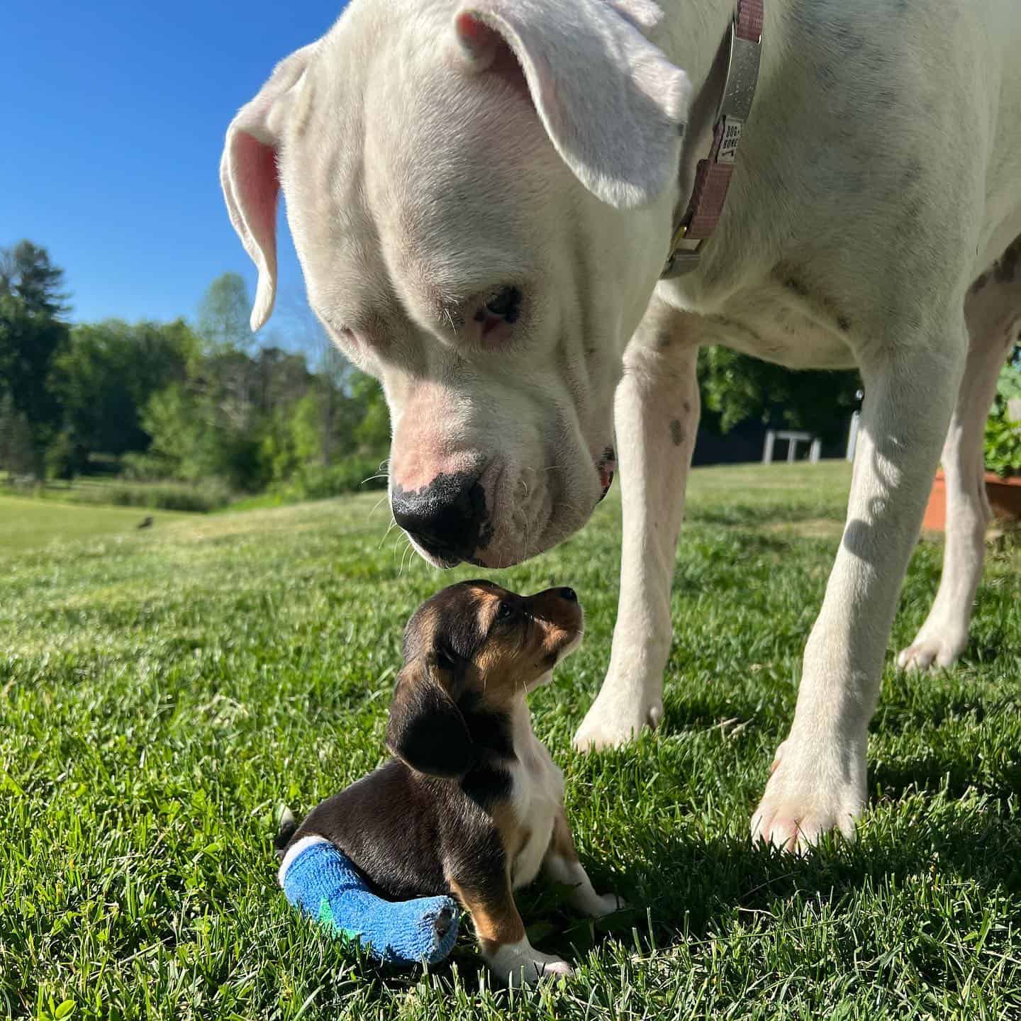 Big dog and puppy