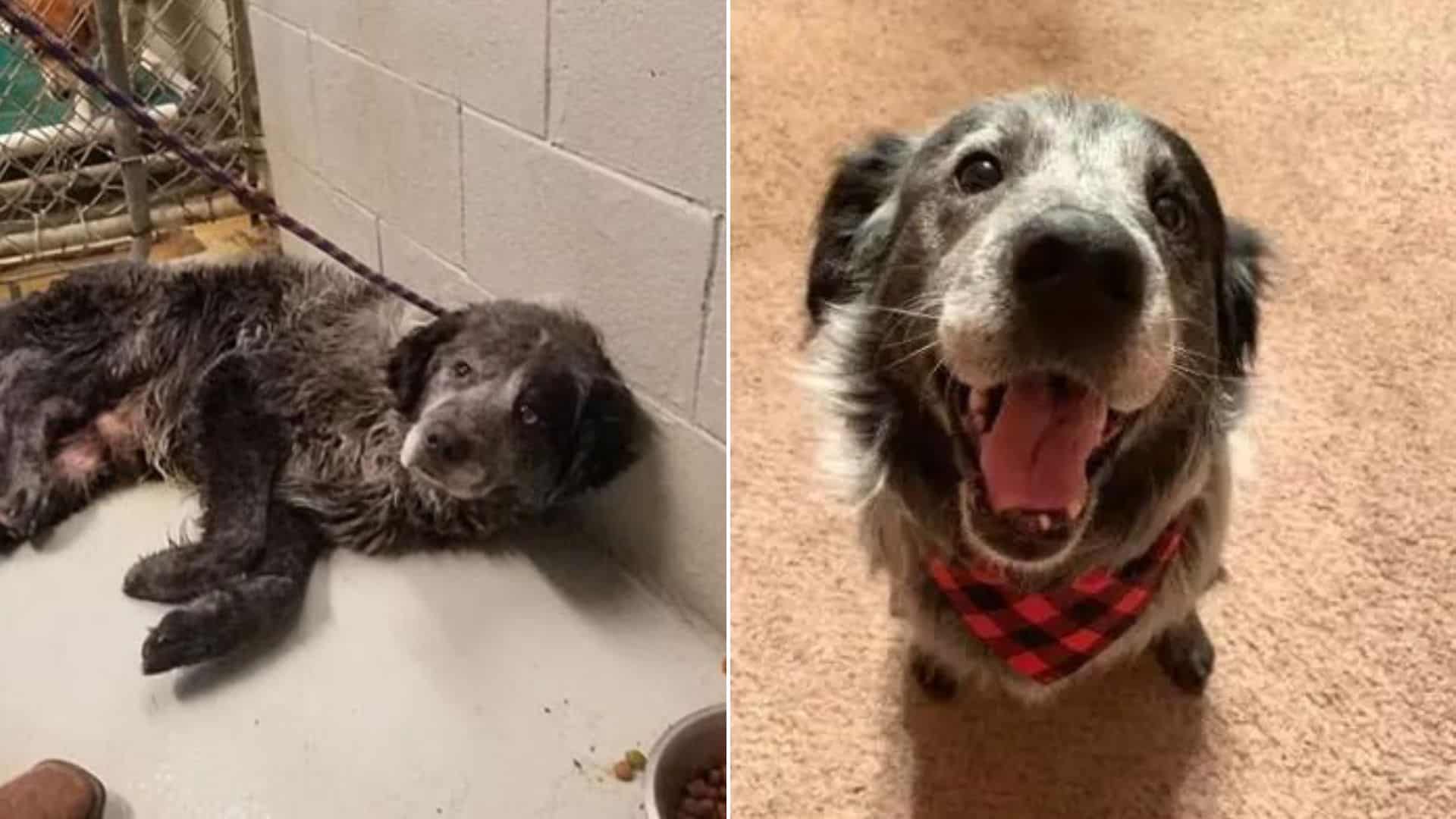 photo of a dog smiling