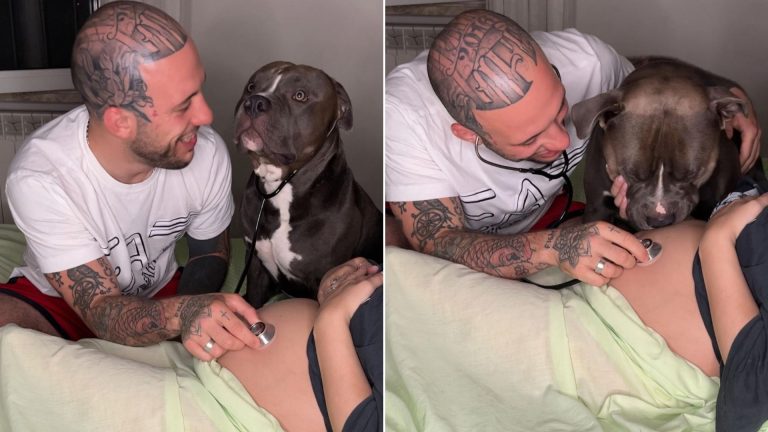 bully listens to his hooman sister in belly with a stethoscope