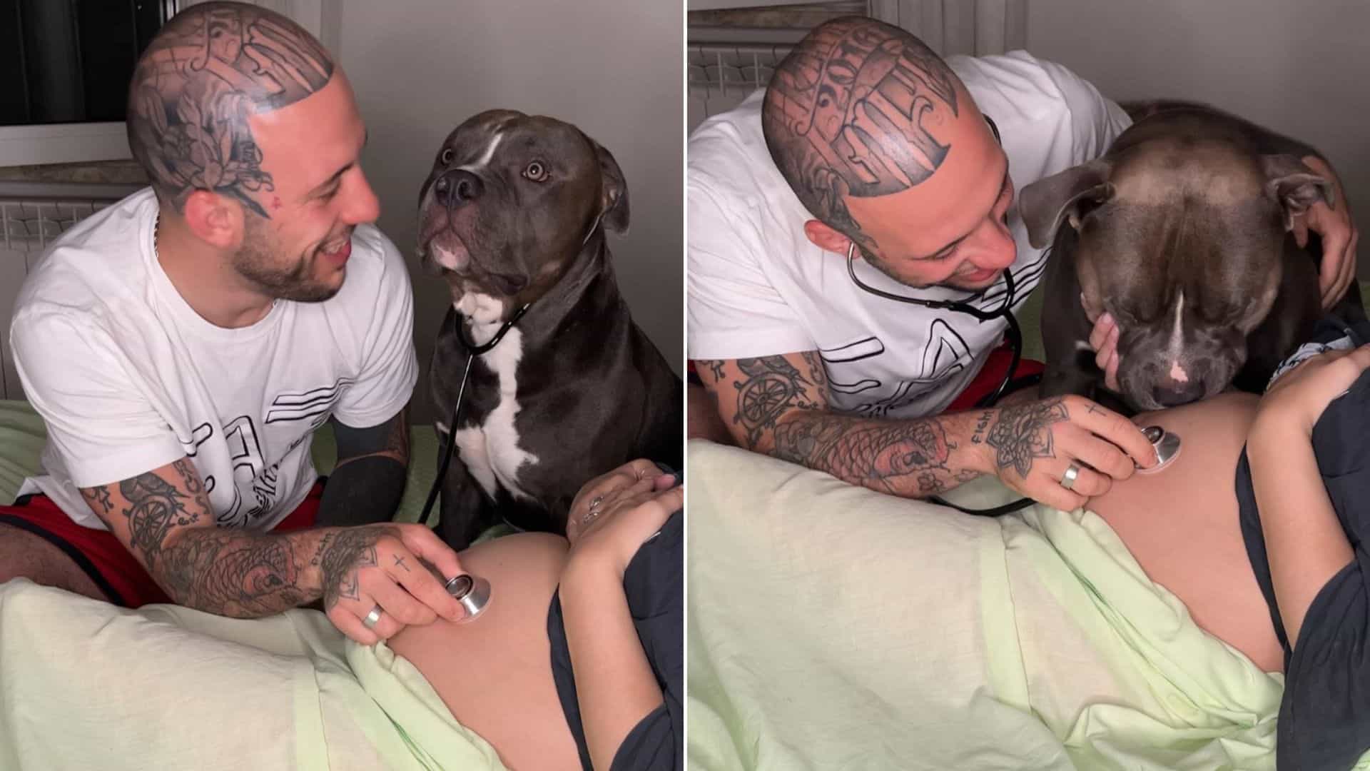 bully listens to his hooman sister in belly with a stethoscope