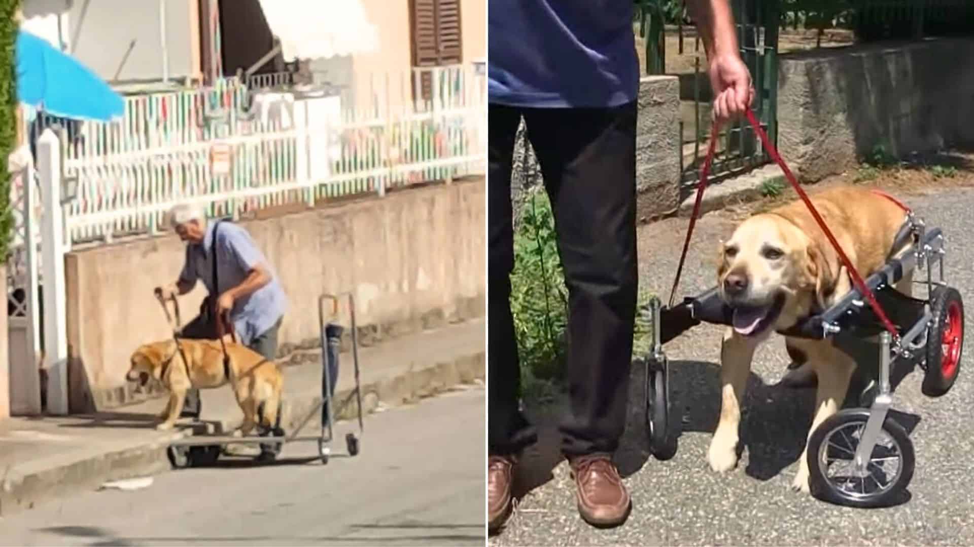 caring owner and his disabled dog