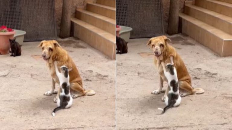 cat gives massage to a dog