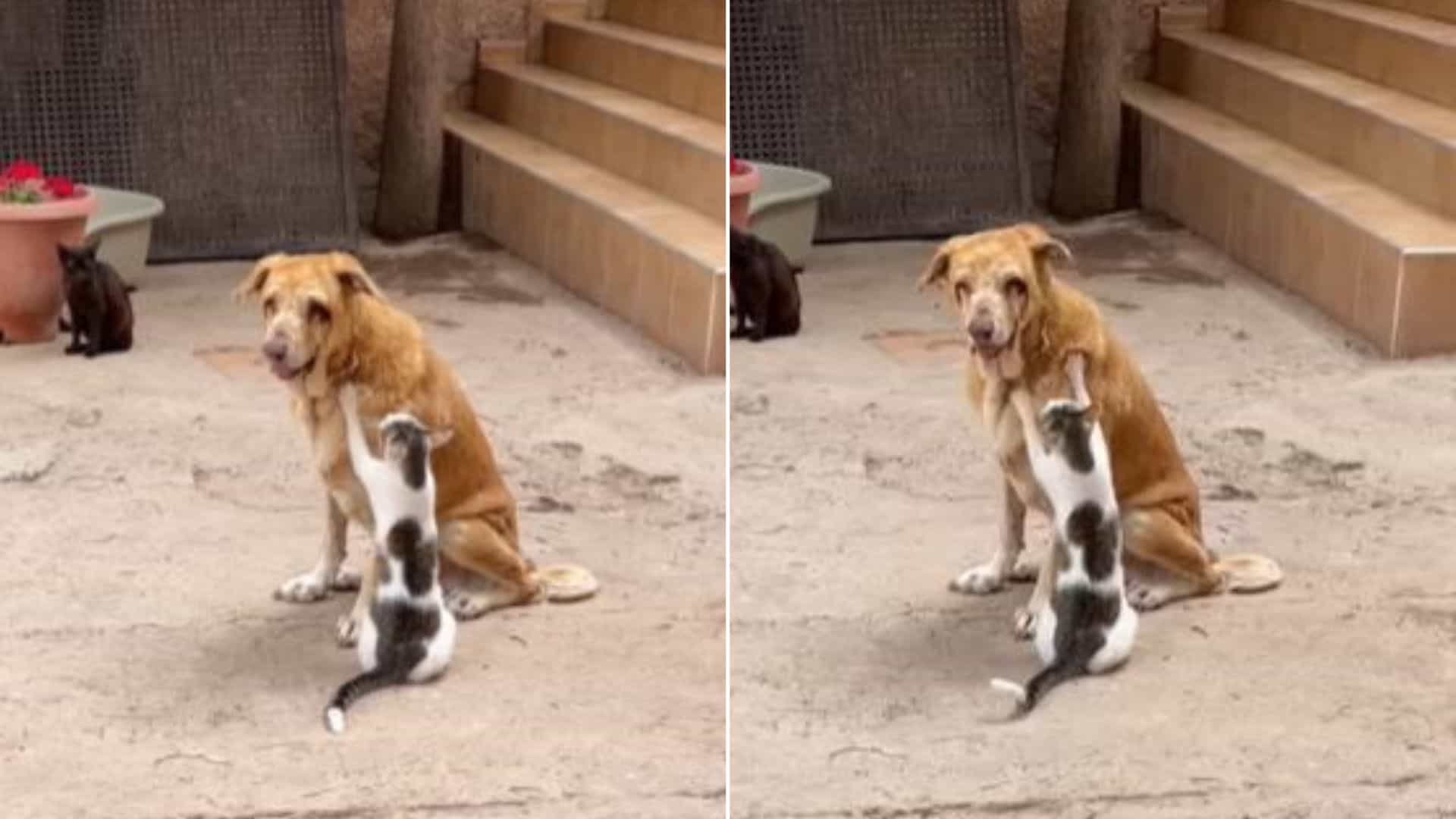 cat gives massage to a dog