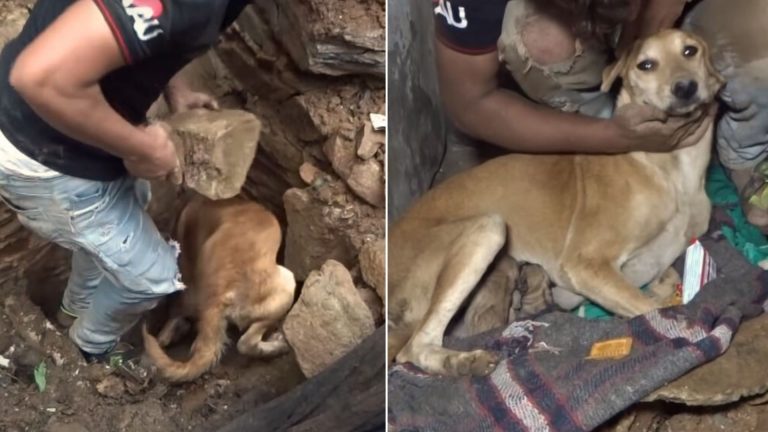 street dog and her puppies