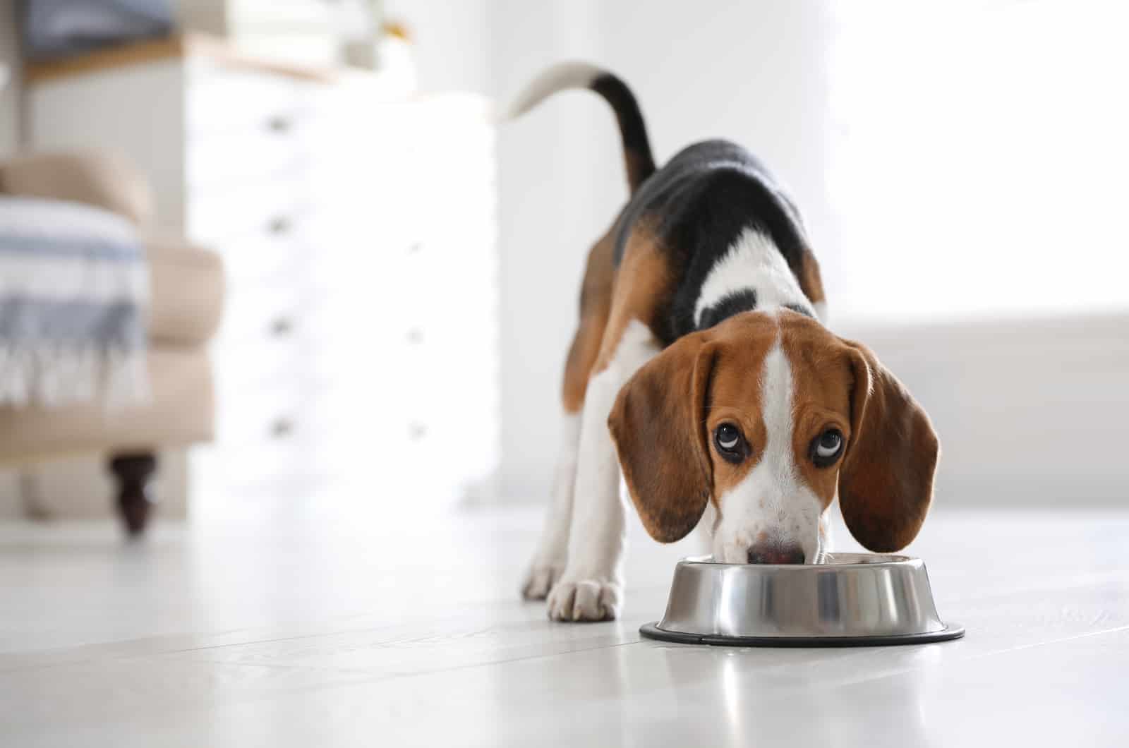 Cute Beagle puppy eating at home