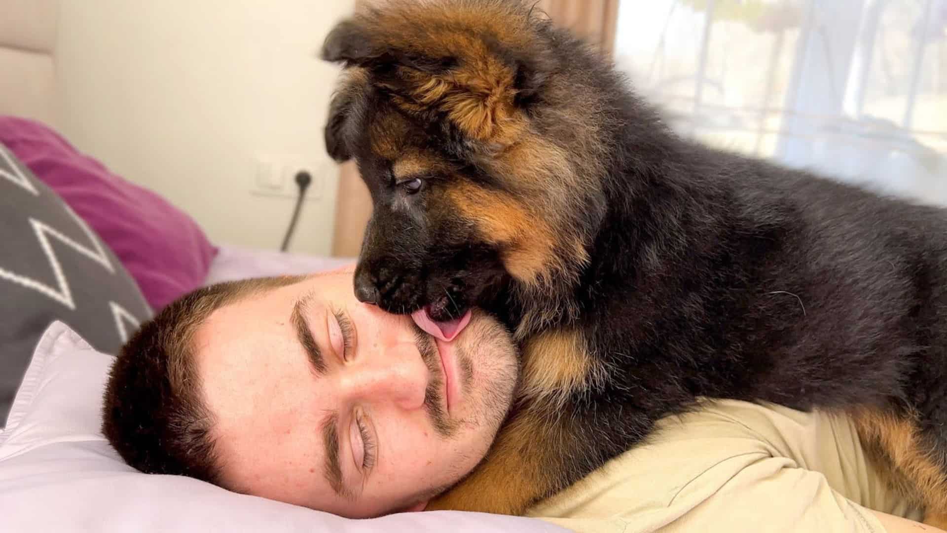 Cute dog wakes up his owner