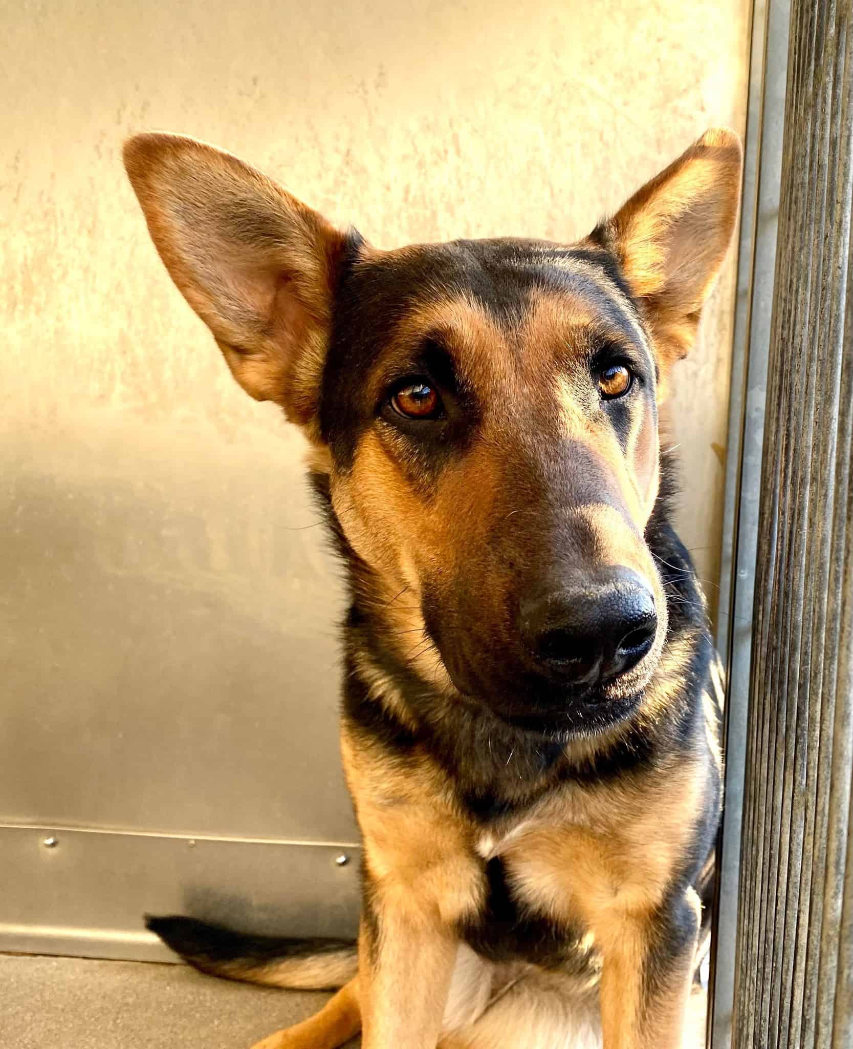 Cute brown german shepherd