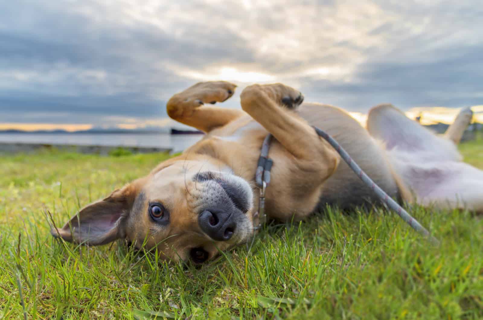 Cute dog on leash rolling in green grass