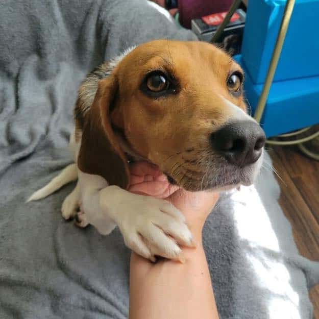 Cute little dog with cute eyes