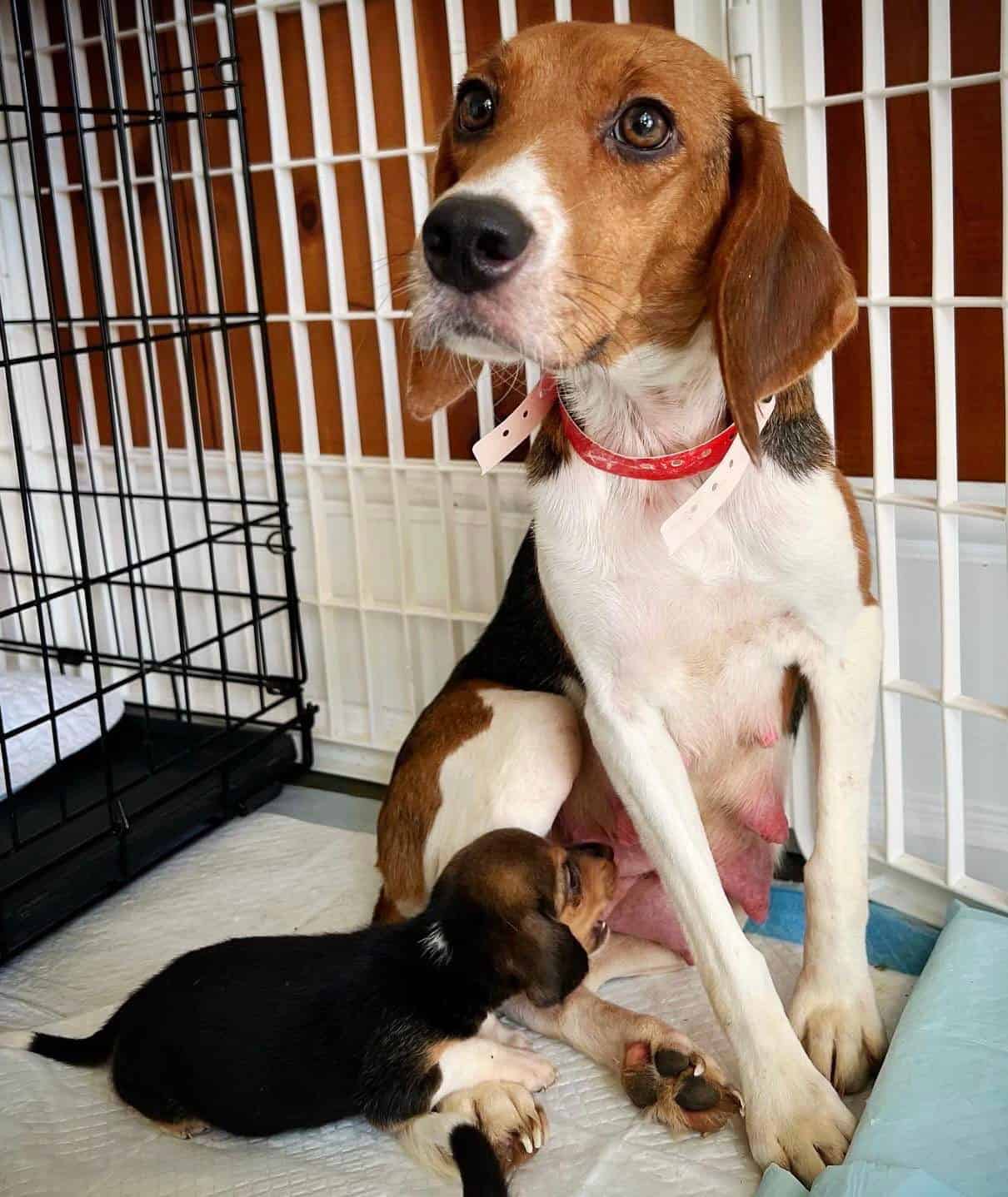 Cute mother dog