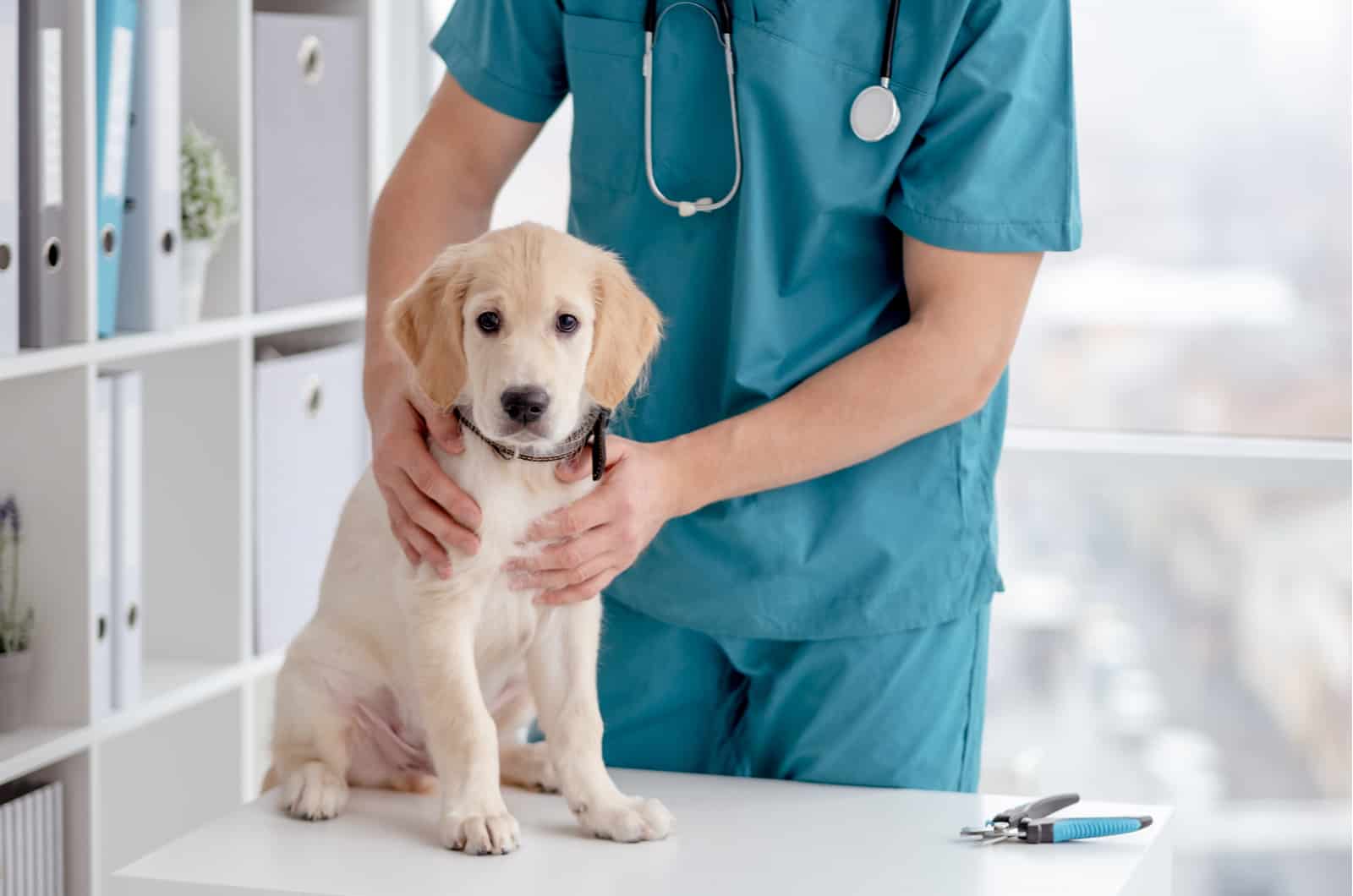 Cute retriever puppy in veterinary hospital