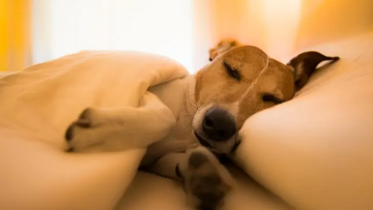Dear Owners, Here’s What Happens In A Dog’s Final Moments