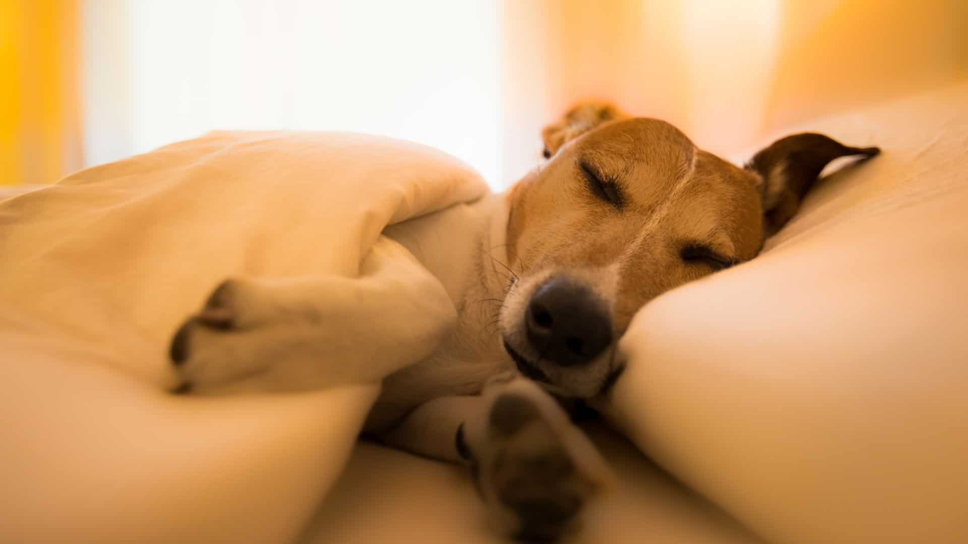 dog sleeping on the bed