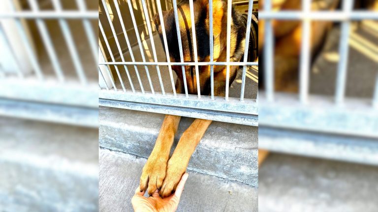 Shelter dog in cage