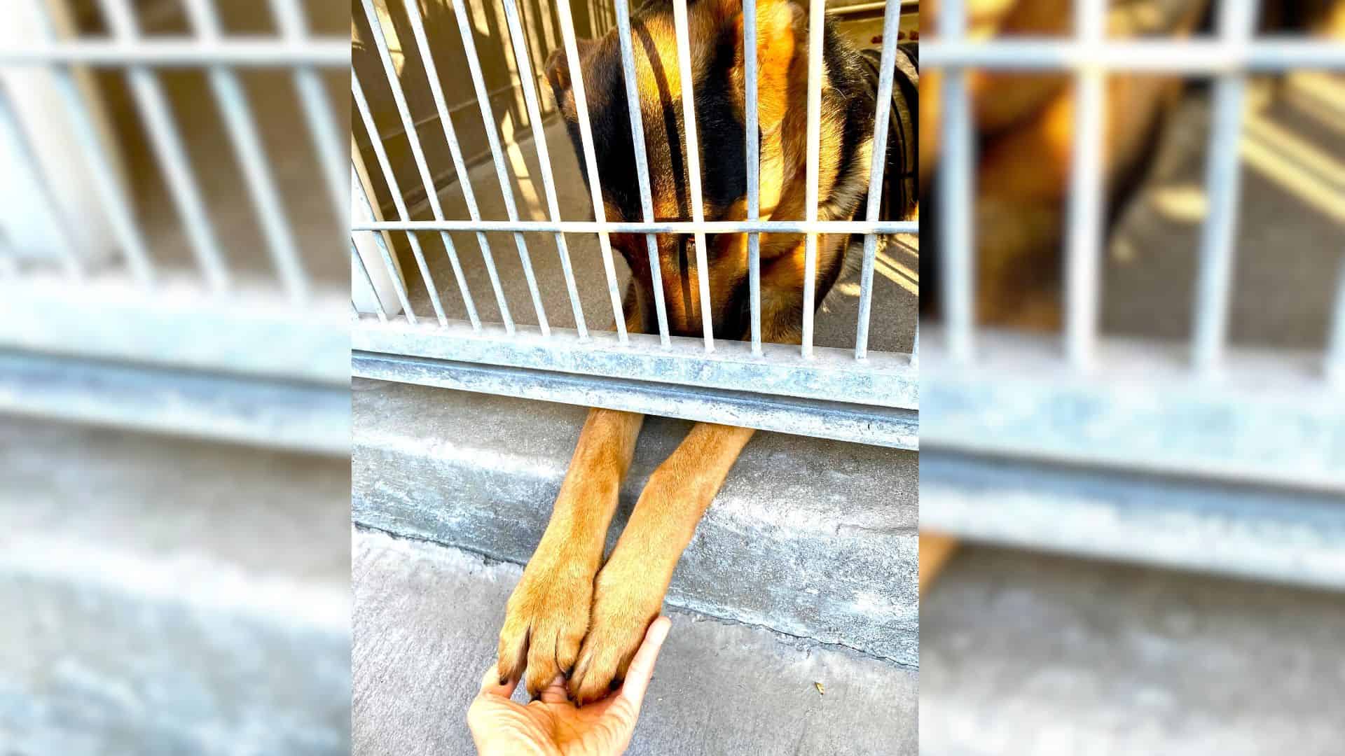 Shelter dog in cage