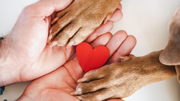 human hands holding dog paws
