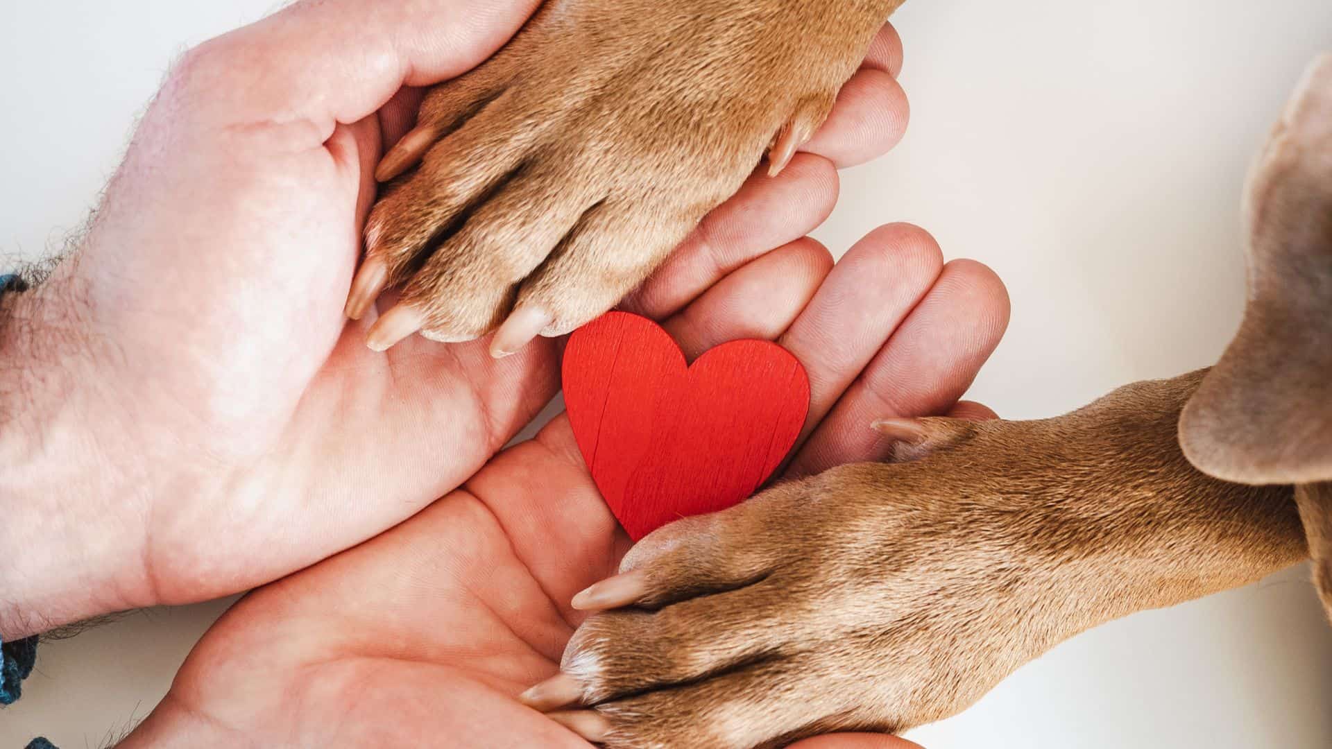 human hands holding dog paws