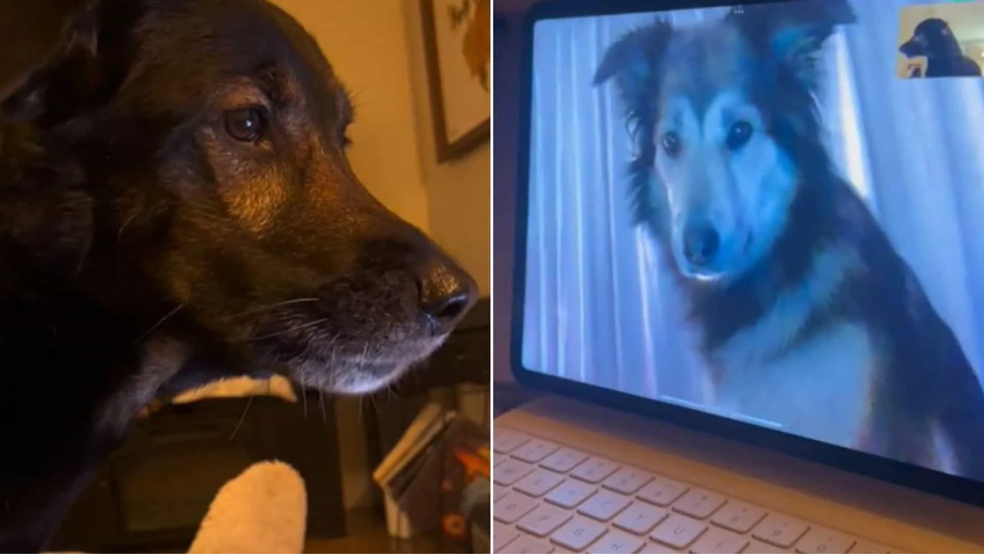Los mejores amigos de los perros se mantienen en contacto a través de FaceTime después de mudarse a diferentes estados