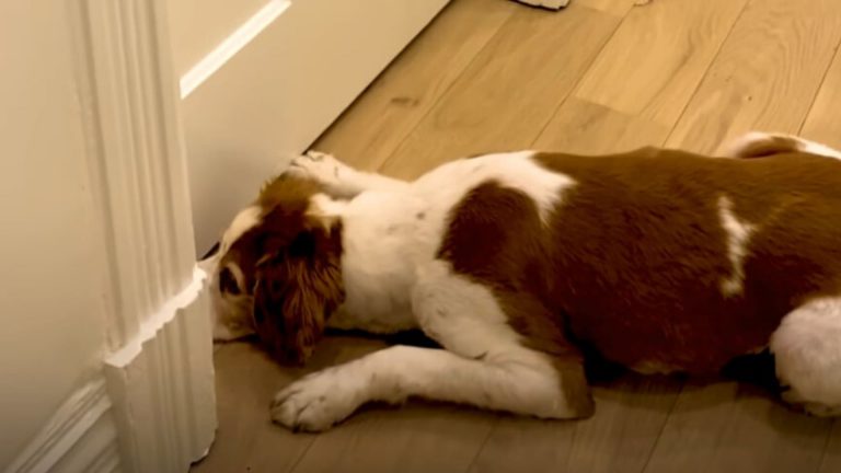 dog waiting by the bedroom