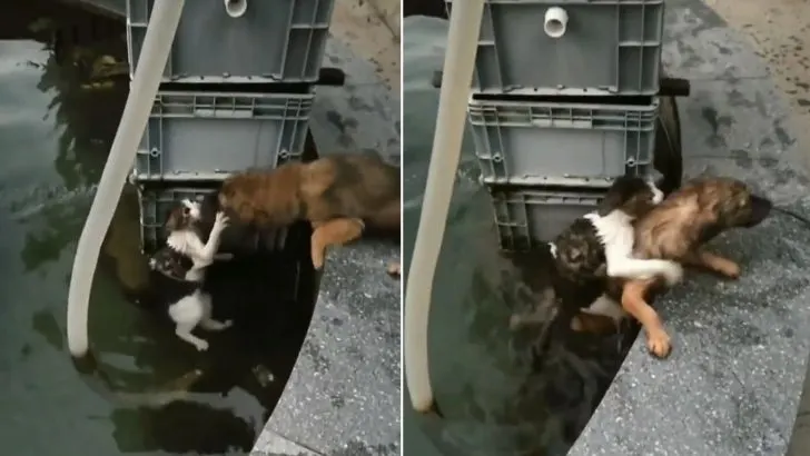 Dog Risks His Life Jumping In Water To Save A Drowning Cat