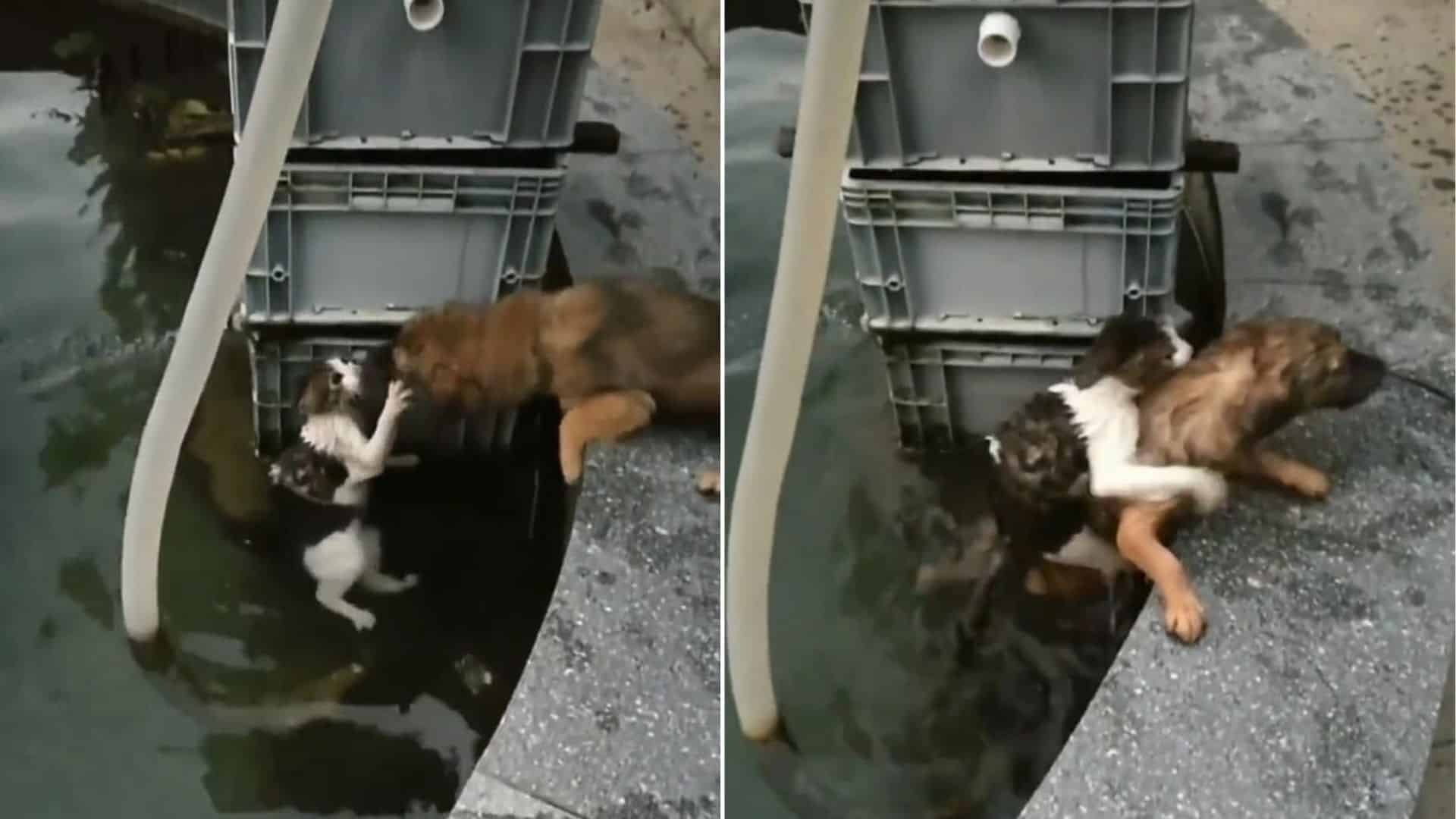 dog saves a drowning cat from the water