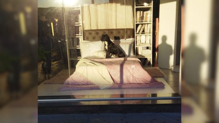 dog sitting on the bed