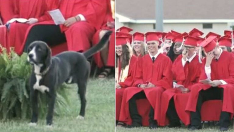 Dog on graduation