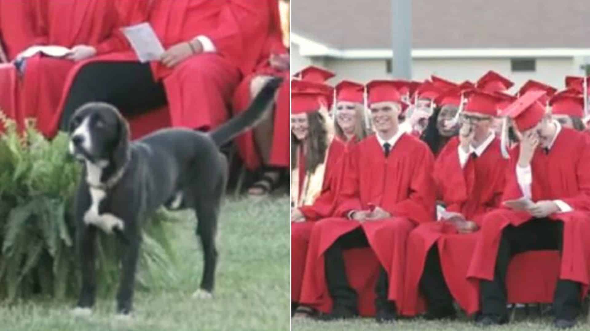 Dog on graduation