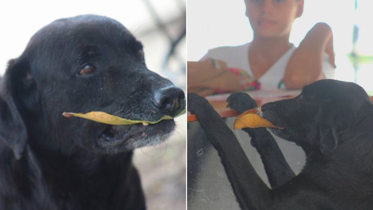 Black labrador buying treats with a leaf