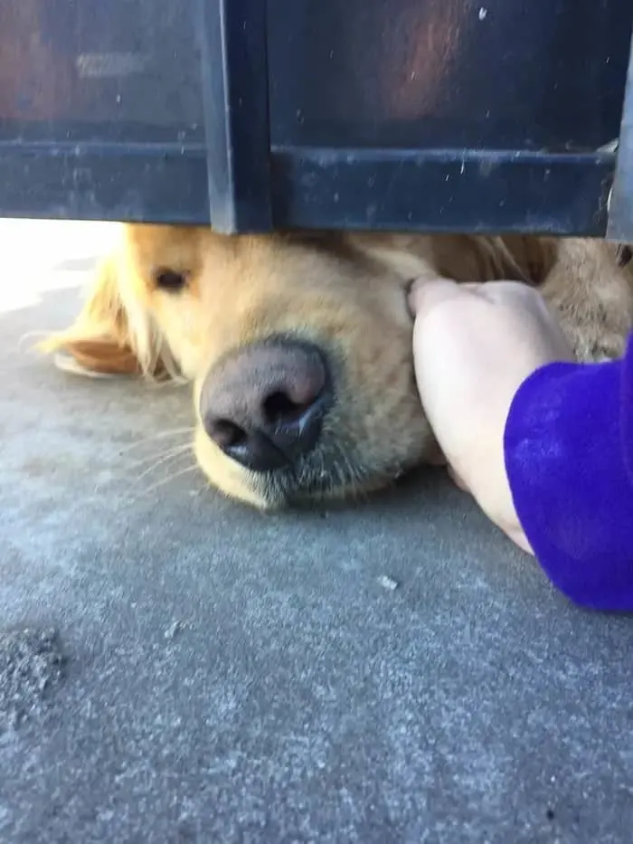 Perro es acariciado a través de la puerta
