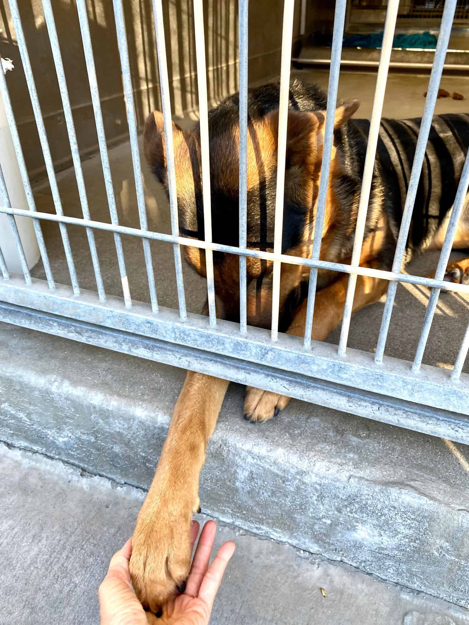 Dog giving his hand trough cage