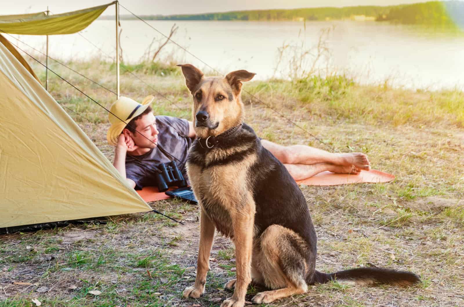 Dog guarding his owner