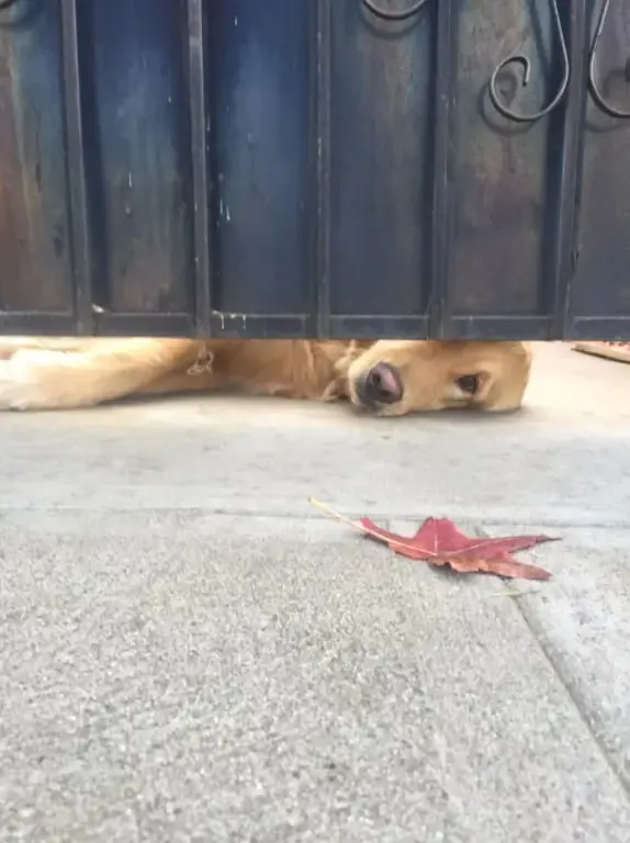 Perro tendido detrás de la valla