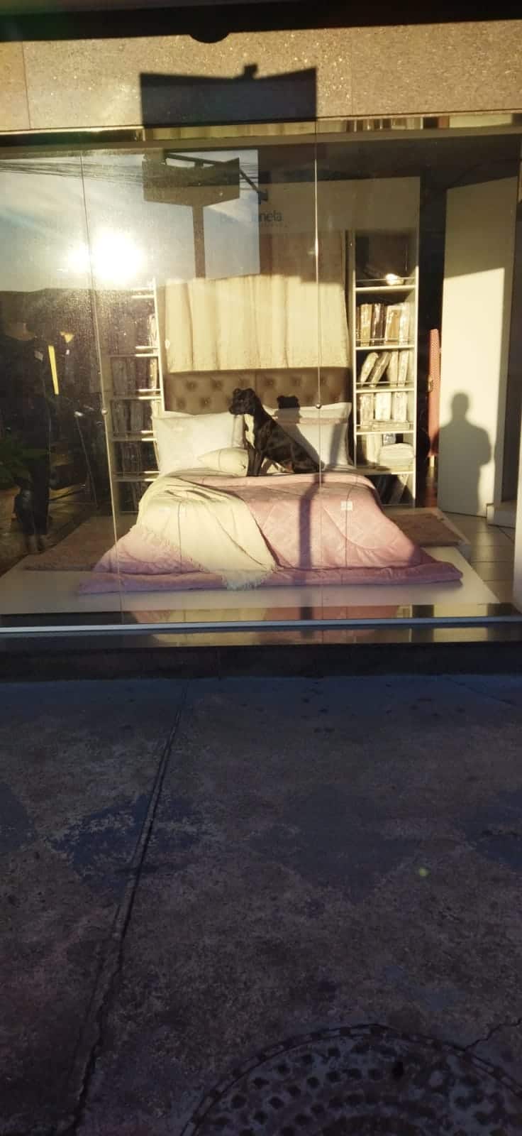 Dog sitting in the bedroom