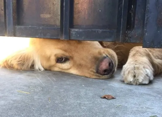 Perro espiando a través de la puerta de la valla