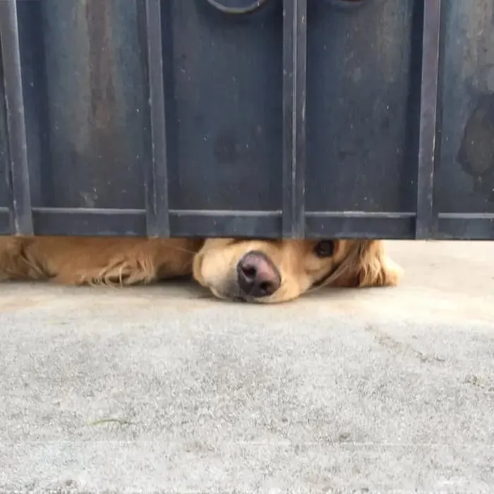 Puerta de espionaje para perros