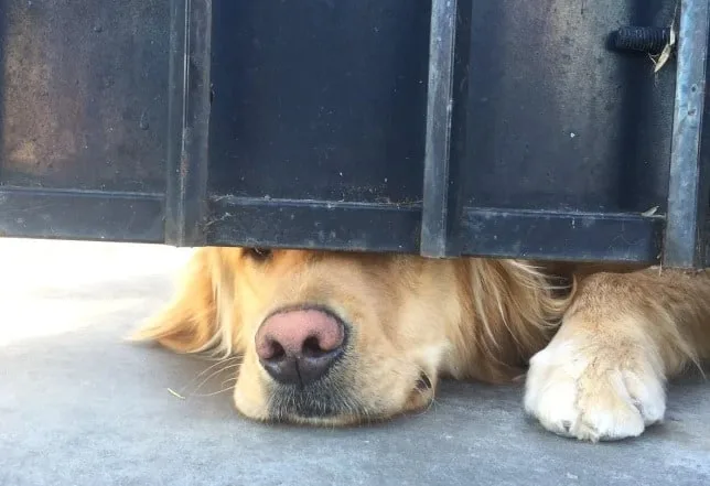 Perro bajo valla