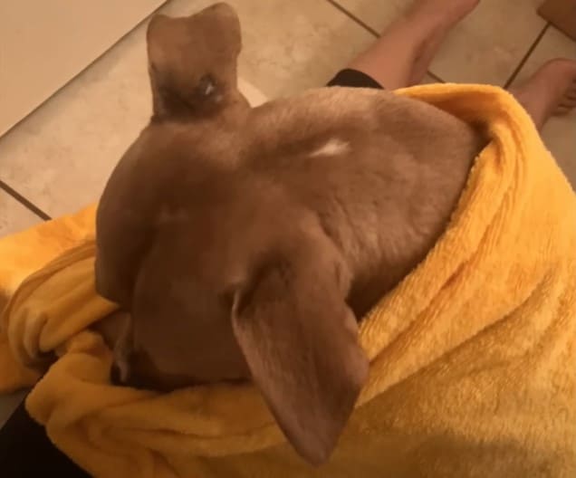 Dog with blanket