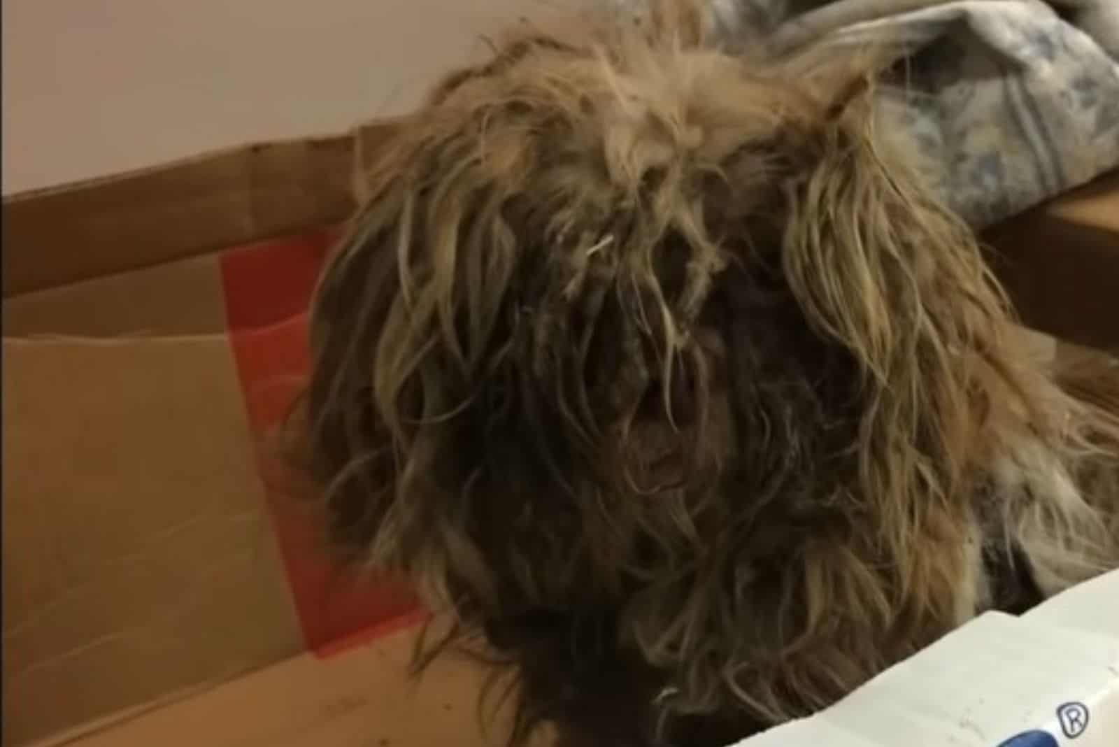 Dog with overgrown hair