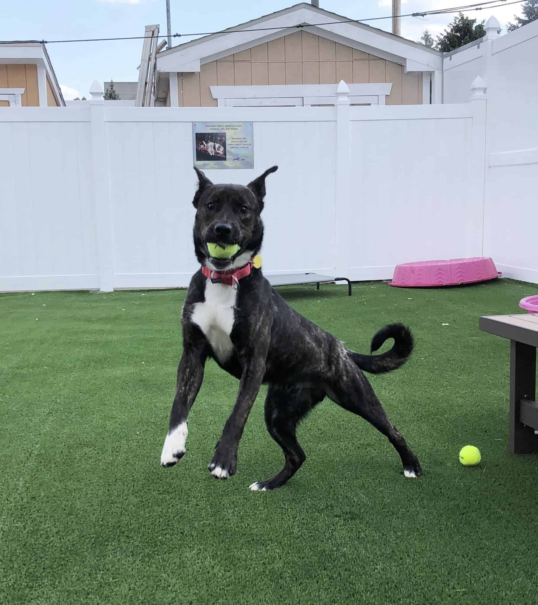 Dog with tennis ball in mouth