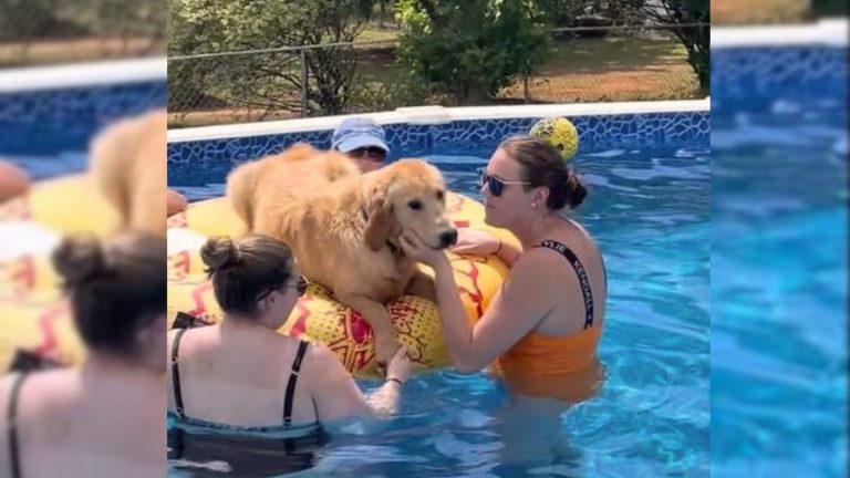 golden retriever in a pool with people