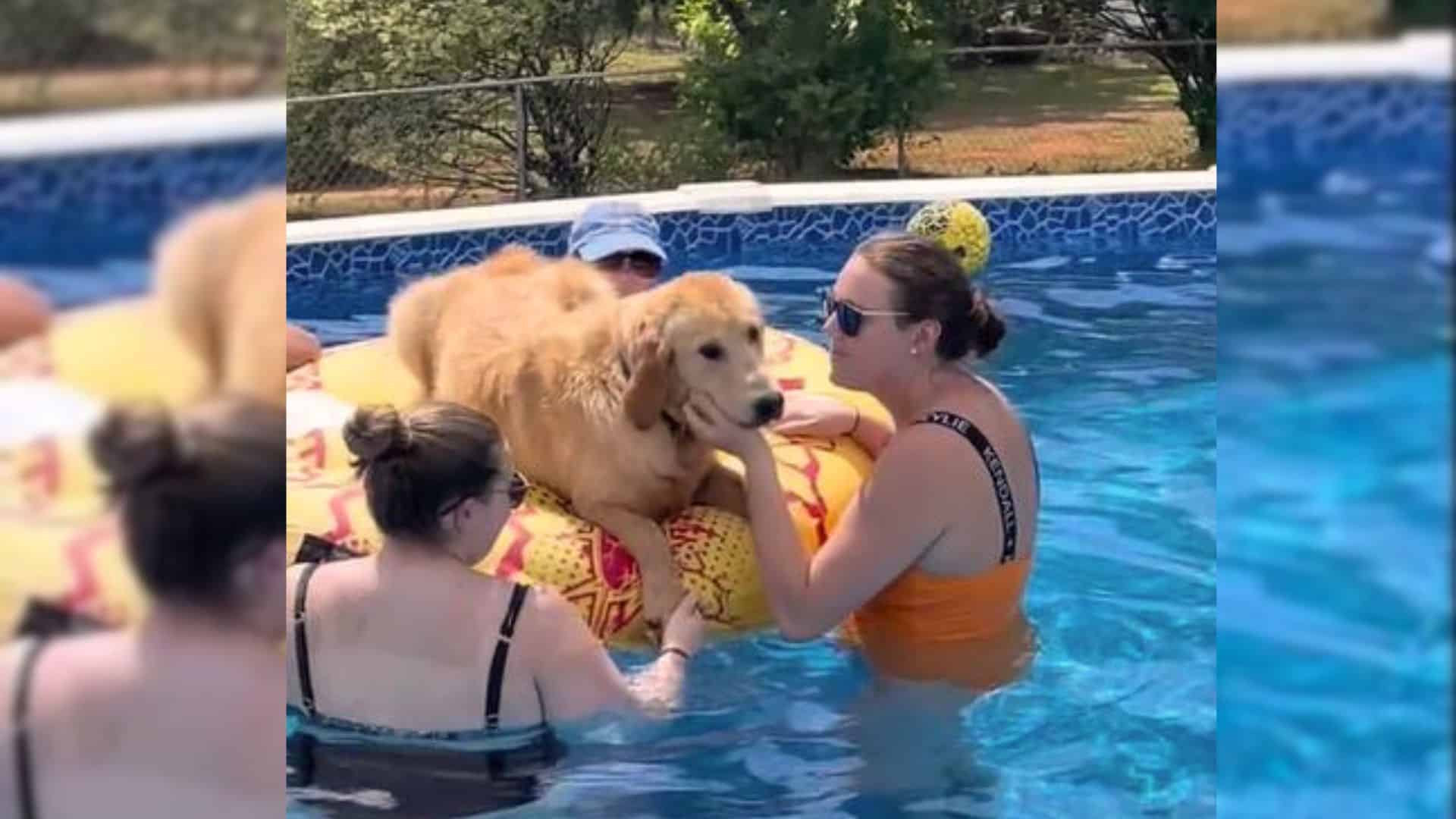 golden retriever in a pool with people