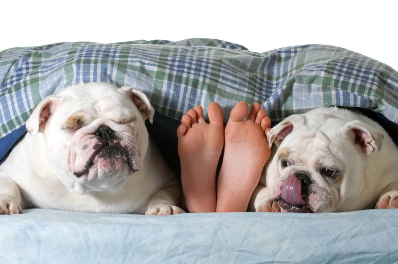 Dogs laying next to owner feets