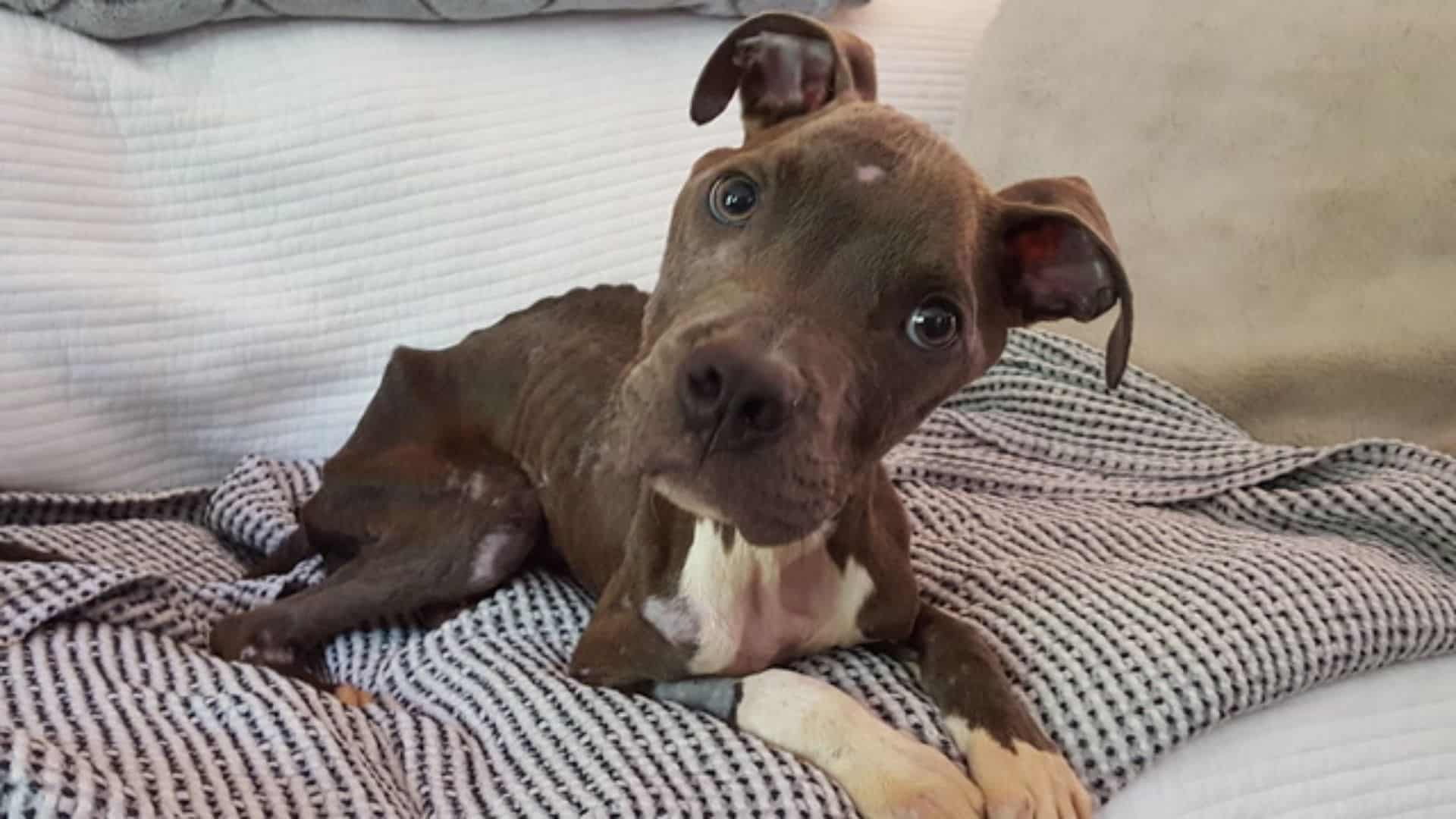 starving pittie lying on the bed
